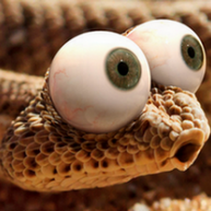 SnakeMasteR
