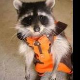 dogbertx