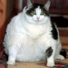 micke