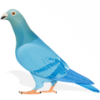 Tweety.Abd